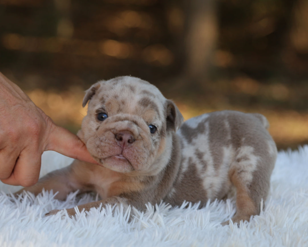 HAWK — Lilac Merle Male English Bulldog