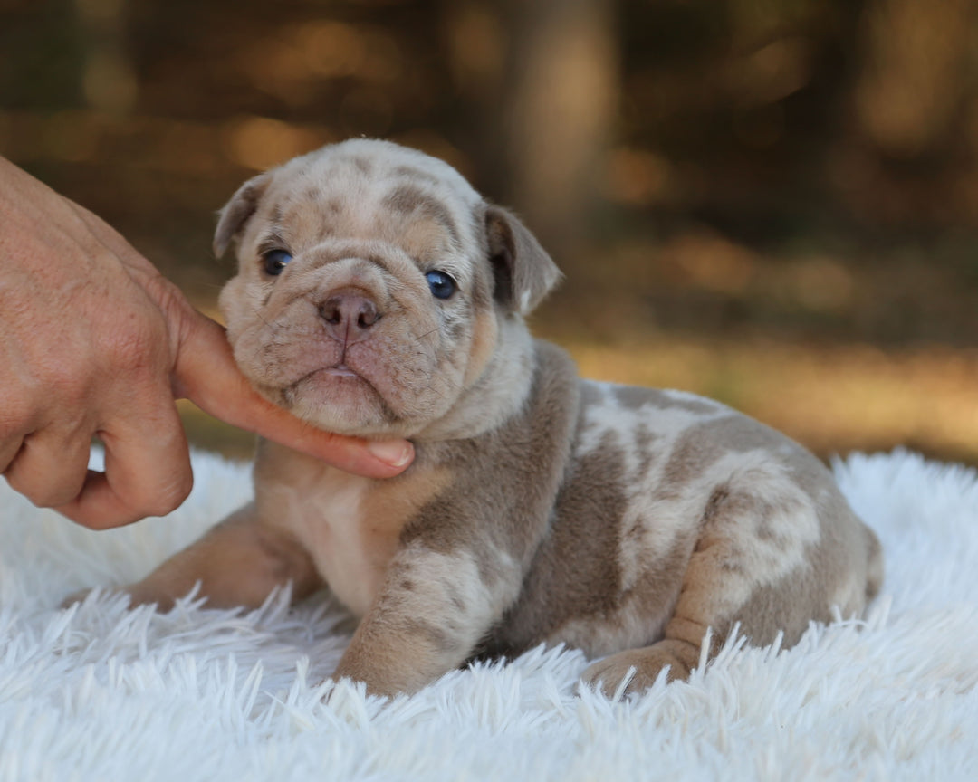 HAWK — Lilac Merle Male English Bulldog