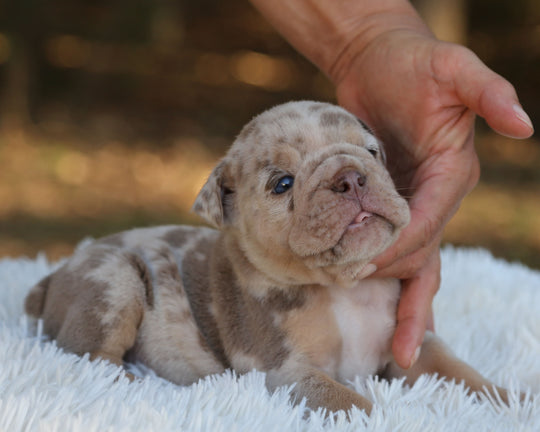 HAWK — Lilac Merle Male English Bulldog
