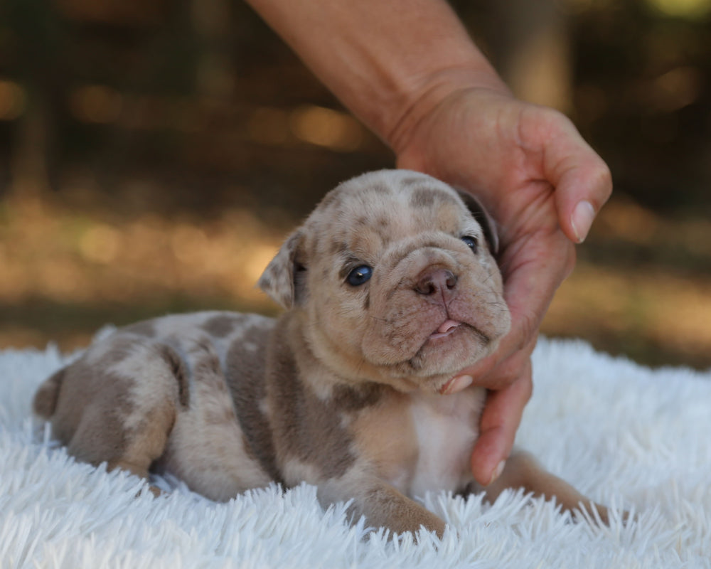 HAWK — Lilac Merle Male English Bulldog