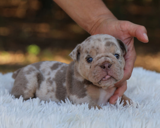 HAWK — Lilac Merle Male English Bulldog