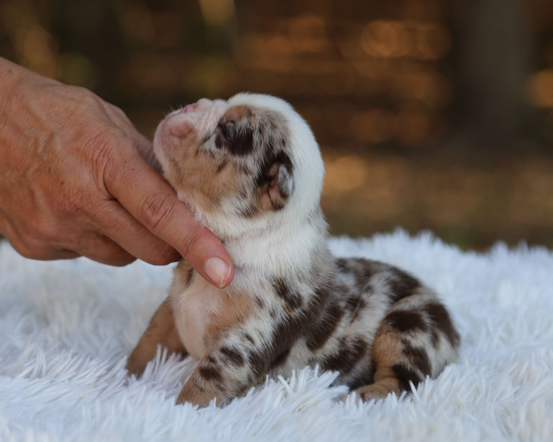 FALCON — Lilac Merle Male English Bulldog