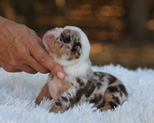 FALCON — Lilac Merle Male English Bulldog