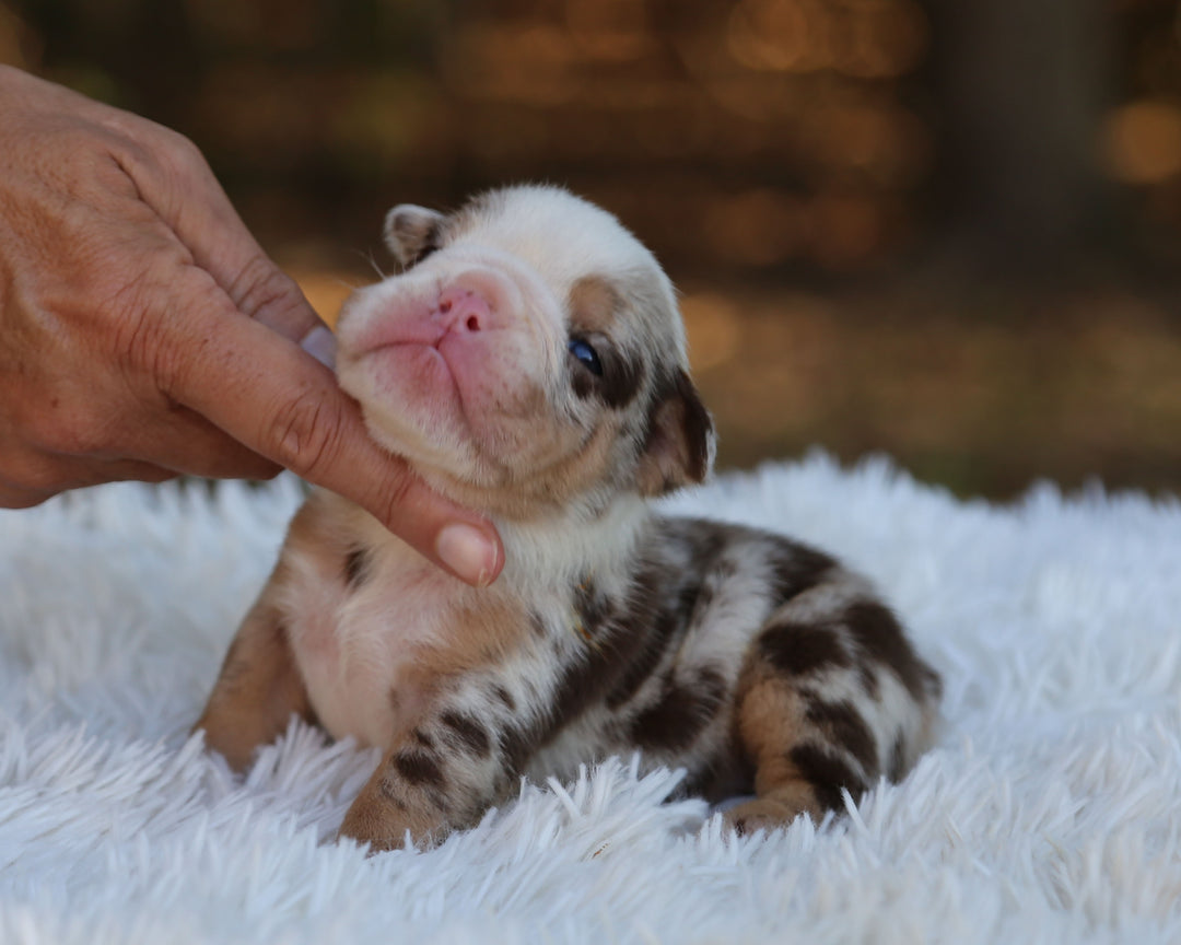 FALCON — Lilac Merle Male English Bulldog