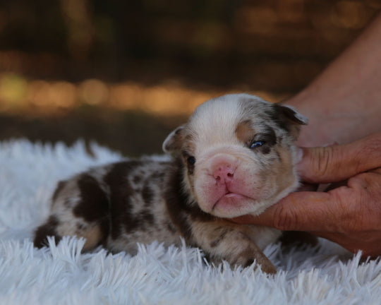 FALCON — Lilac Merle Male English Bulldog