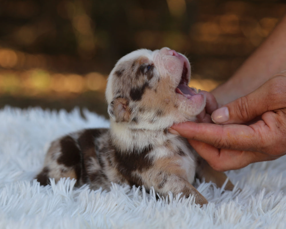 FALCON — Lilac Merle Male English Bulldog