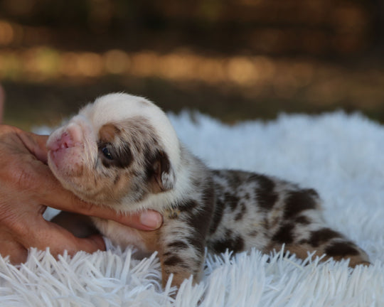 FALCON — Lilac Merle Male English Bulldog