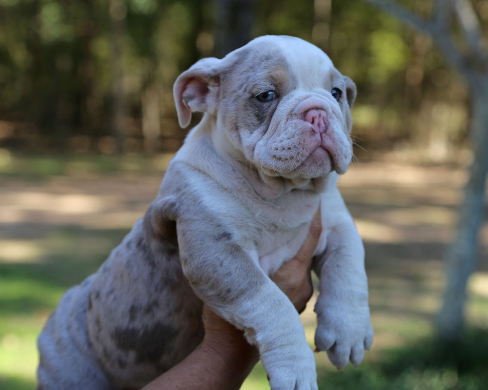 MYSTIQUE  — Lilac Merle Female English Bulldog