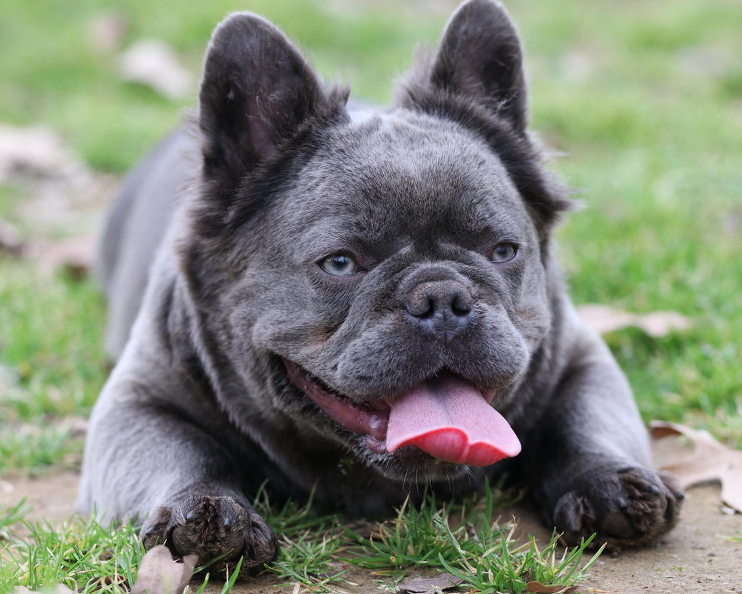 Female Popular English Bulldog Names French Male Dog Names