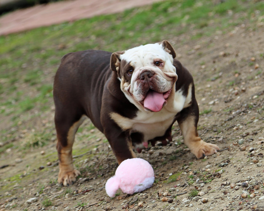 GODIVA IS AVAILABLE, Exceptional Chocolate Tri English Bulldog, Female