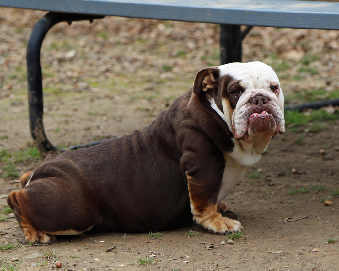 GODIVA IS AVAILABLE, Exceptional Chocolate Tri English Bulldog, Female