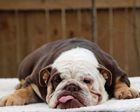 GODIVA IS AVAILABLE, Exceptional Chocolate Tri English Bulldog, Female