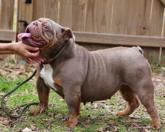 CASHMERE IS AVAILABLE, Stunning Lilac Tri English Bulldog, Female