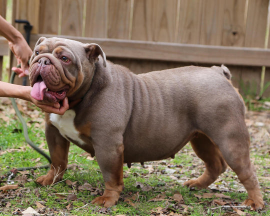 CASHMERE IS AVAILABLE, Stunning Lilac Tri English Bulldog, Female