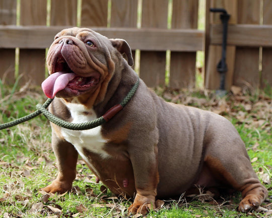 CASHMERE IS AVAILABLE, Stunning Lilac Tri English Bulldog, Female
