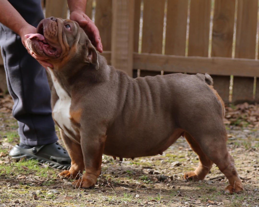 CASHMERE IS AVAILABLE, Stunning Lilac Tri English Bulldog, Female