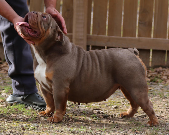 CASHMERE IS AVAILABLE, Stunning Lilac Tri English Bulldog, Female