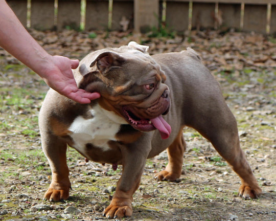 CASHMERE IS AVAILABLE, Stunning Lilac Tri English Bulldog, Female