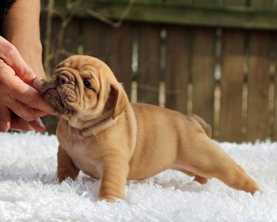 CINNABUN  Cinnamon Fawn Bulldog Female | Extra Cute