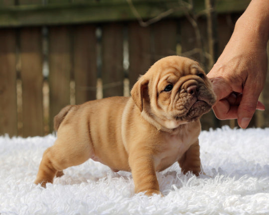 CINNABUN  Cinnamon Fawn Bulldog Female | Extra Cute