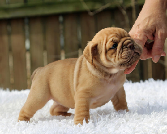 CINNABUN  Cinnamon Fawn Bulldog Female | Extra Cute