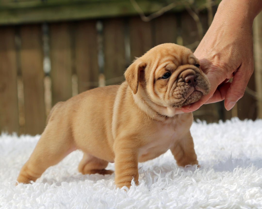 CINNABUN  Cinnamon Fawn Bulldog Female | Extra Cute