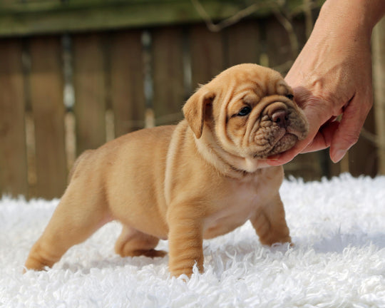 CINNABUN  Cinnamon Fawn Bulldog Female | Extra Cute