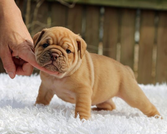 CINNABUN  Cinnamon Fawn Bulldog Female | Extra Cute