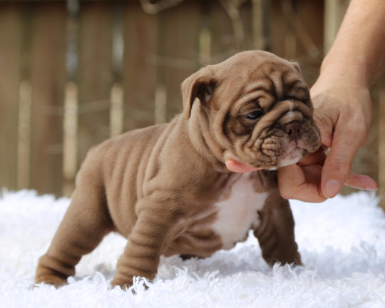 COCOA  Chocolate Bulldog Female | Sweet, Stocky & Sassy