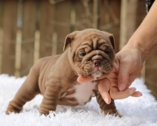 COCOA  Chocolate Bulldog Female | Sweet, Stocky & Sassy