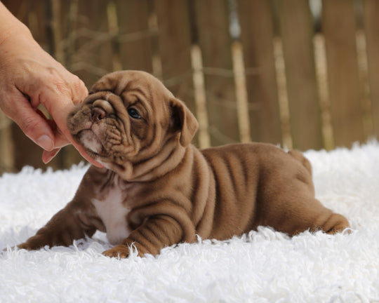 COCOA  Chocolate Bulldog Female | Sweet, Stocky & Sassy
