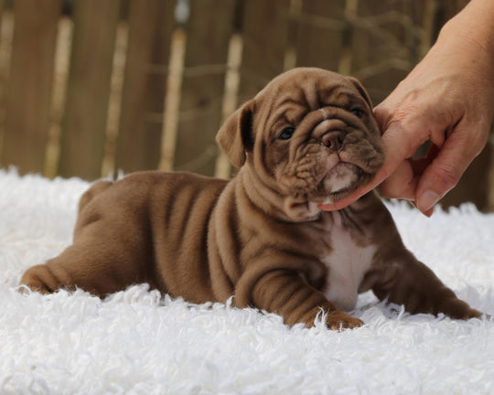 COCOA  Chocolate Bulldog Female | Sweet, Stocky & Sassy