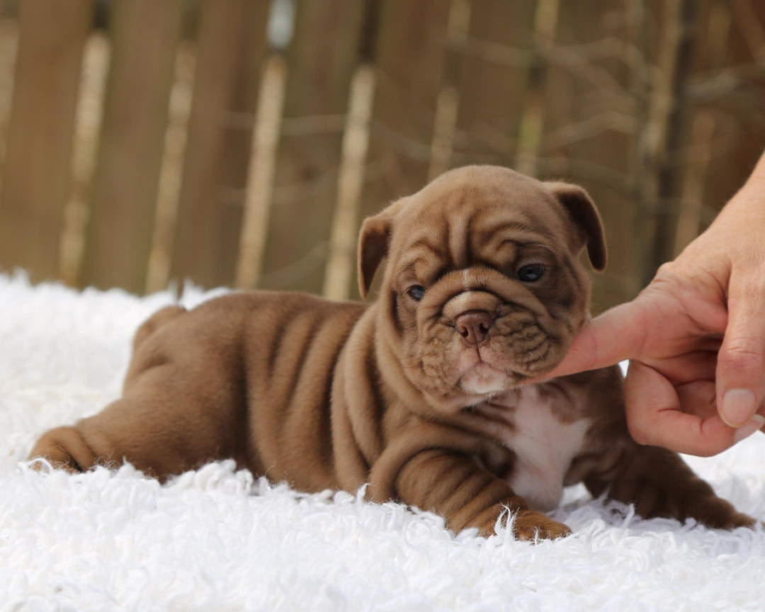 COCOA  Chocolate Bulldog Female | Sweet, Stocky & Sassy