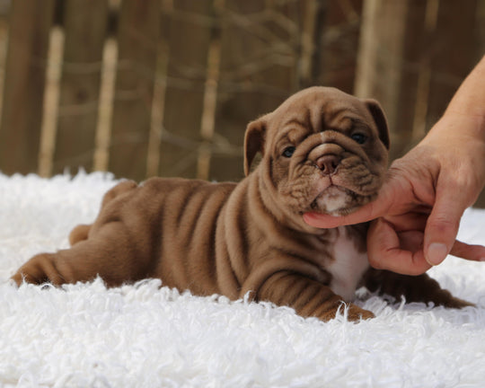 COCOA  Chocolate Bulldog Female | Sweet, Stocky & Sassy