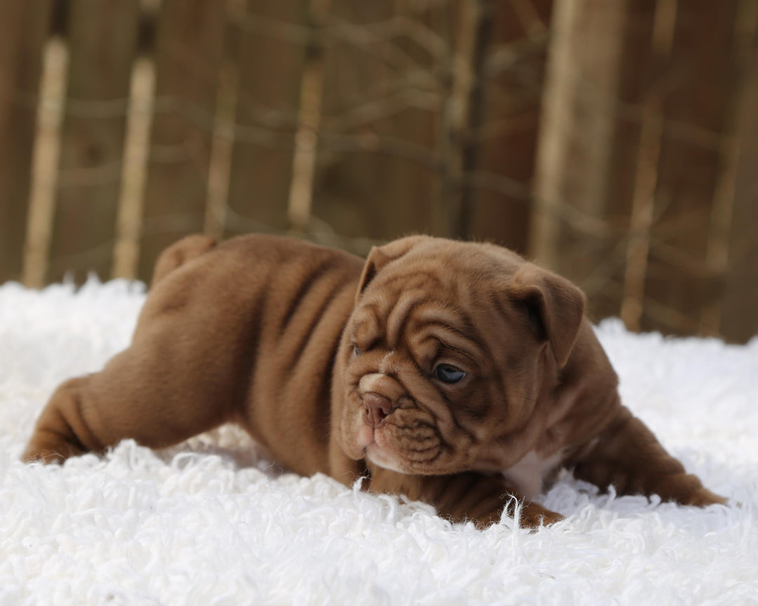 COCOA  Chocolate Bulldog Female | Sweet, Stocky & Sassy