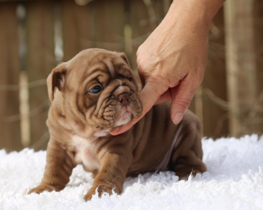 COCOA  Chocolate Bulldog Female | Sweet, Stocky & Sassy