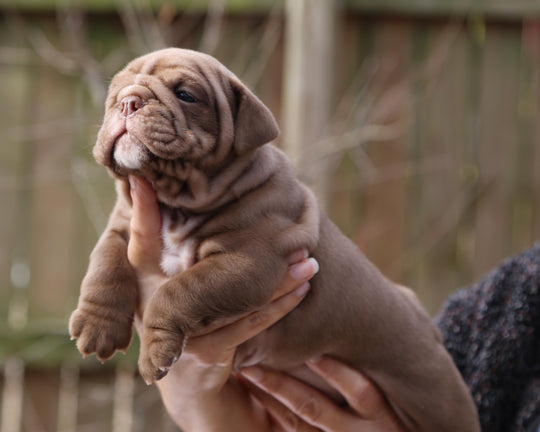 COCOA  Chocolate Bulldog Female | Sweet, Stocky & Sassy
