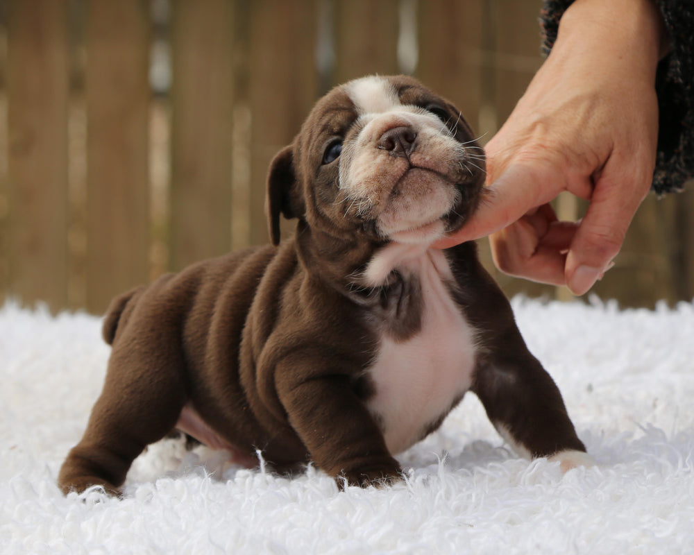 TRUFFLE  Chocolate Bulldog Male | Flashy White Trim
