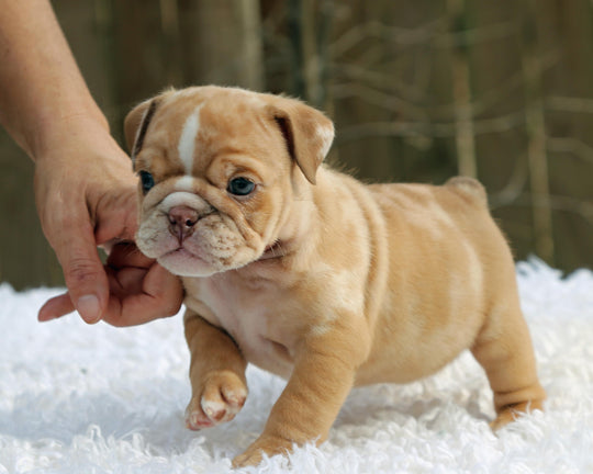 SUGARPLUM  Cinnamon Merle Bulldog Female | Blue Eyes & Flashy White Trim