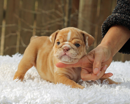 SUGARPLUM  Cinnamon Merle Bulldog Female | Blue Eyes & Flashy White Trim