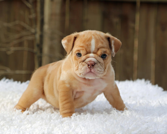 SUGARPLUM  Cinnamon Merle Bulldog Female | Blue Eyes & Flashy White Trim
