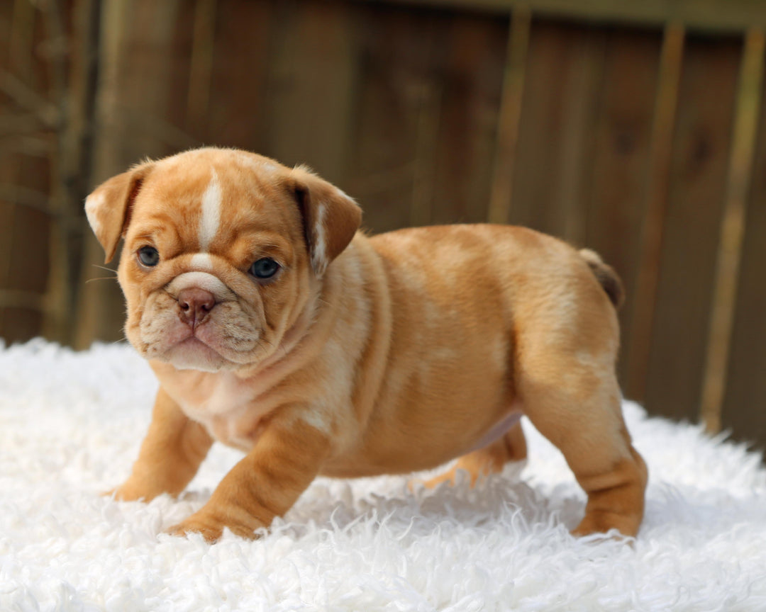 SUGARPLUM  Cinnamon Merle Bulldog Female | Blue Eyes & Flashy White Trim