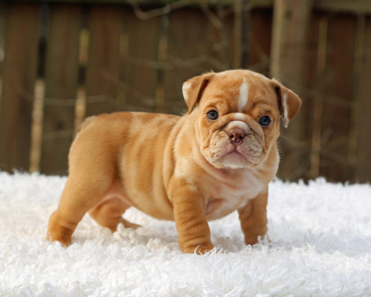 SUGARPLUM  Cinnamon Merle Bulldog Female | Blue Eyes & Flashy White Trim