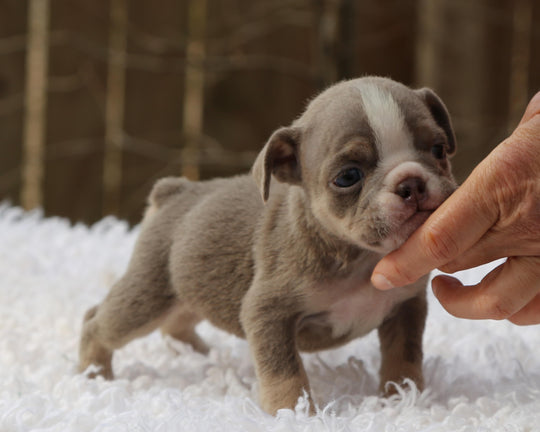 PIXIE  Lilac Tri Bulldog Female | Small but Mighty
