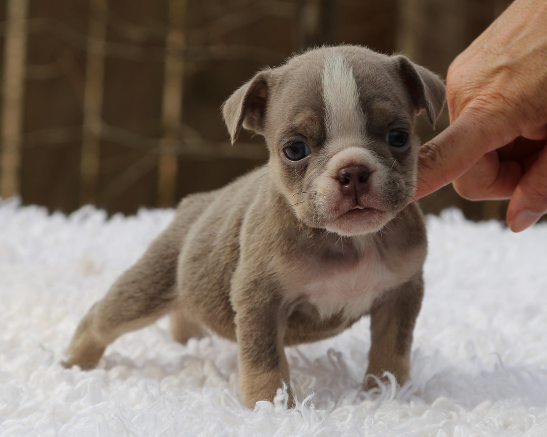 PIXIE  Lilac Tri Bulldog Female | Small but Mighty
