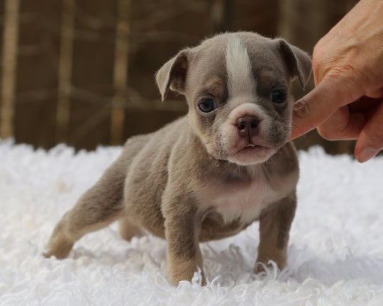 PIXIE  Lilac Tri Bulldog Female | Small but Mighty