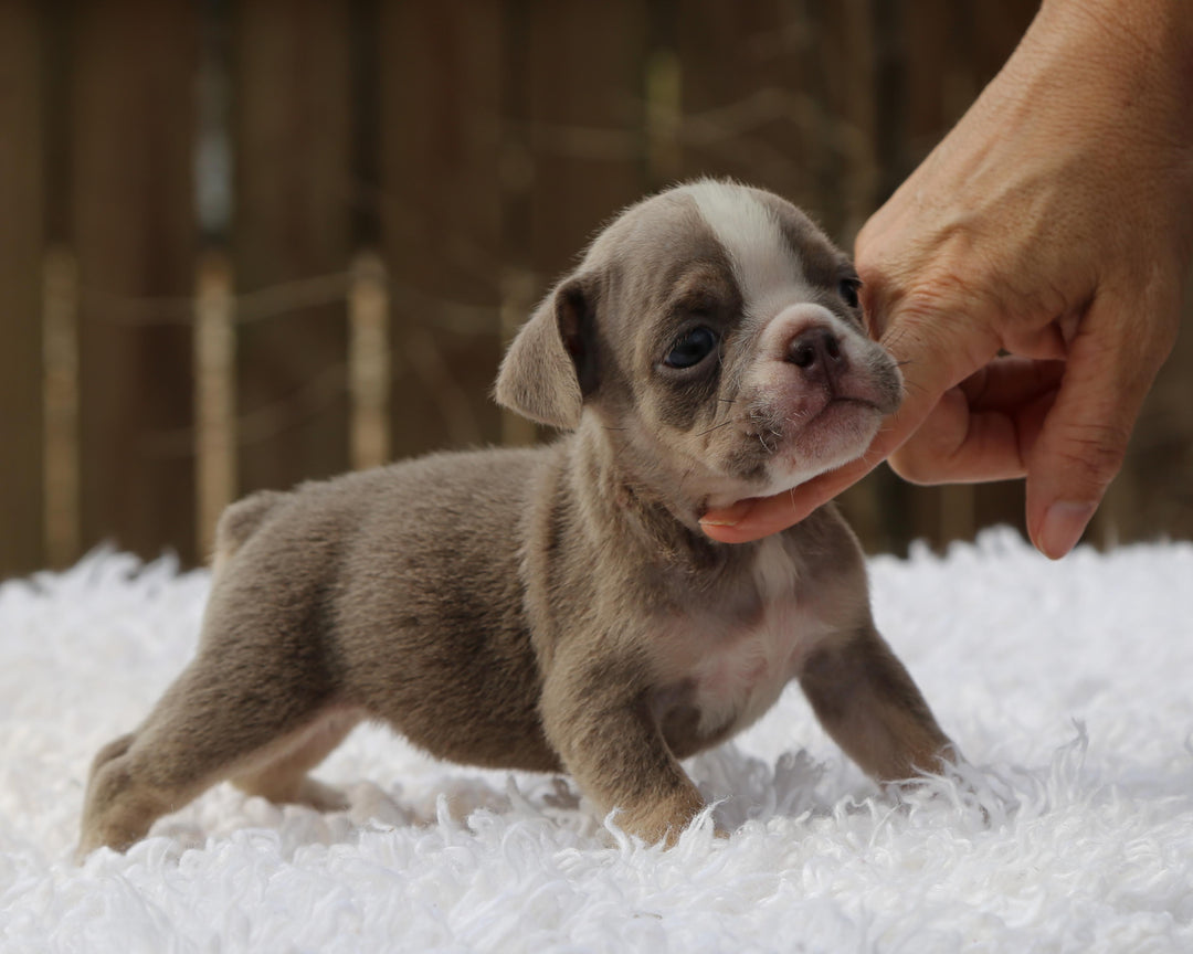 PIXIE  Lilac Tri Bulldog Female | Small but Mighty