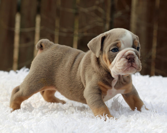 LEXUS Lilac Tri Bulldog Female | One-of-a-Kind