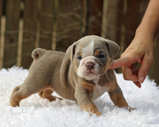 LEXUS Lilac Tri Bulldog Female | One-of-a-Kind