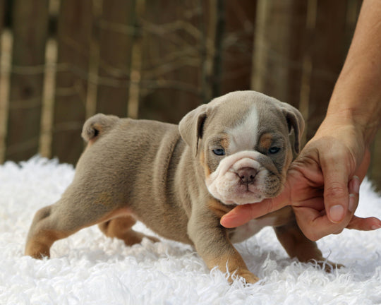 LEXUS Lilac Tri Bulldog Female | One-of-a-Kind